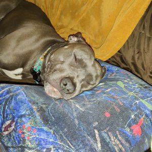 COLUMBIA NEWTON RIDGE WOMENS SIZE 8.5 NIB